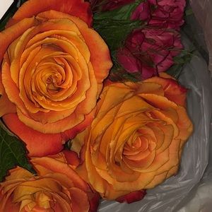 Meet your Posher, Rylee